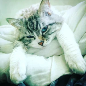 Chaton mascotte ambiance Maikkom bureau